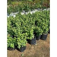 ราคา ต้นดูดทรัพย์คลาสซูล่า (8113909870)