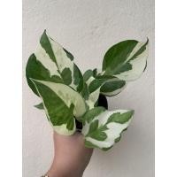 ราคา พลูงาช้างใบใหญ่ พลูงาช้างยักษ์ ก้านใหญ่ Epipremnum aureum “Pearls And Jade” พร้อมส่งกระถาง 3 นิ้ว (13161432093)