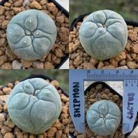 ราคา Lophophora fricii ไม้เมล็ด (16685650277)