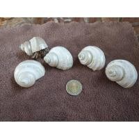 ราคา เปลือกหอยตาวัวขัดมุข สำหรับ ปูเสฉวนบก (8221651631)