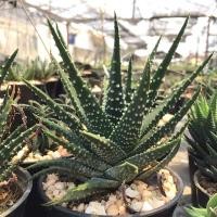 ราคา ม้าจุด ม้าสาคู เชื้อด่าง ติดด่าง กระถาง4” ติดหน่อทุกกระถาง แคคตัส กระบองเพชร (8963867176)