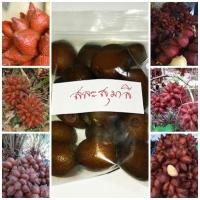 ราคา ขายส่ง 200 เมล็ด เมล็ดสละสุมาลี ZALACCA EDULIS REINW สละลอยแก้ว ระกำ สละอินโด สละเนินวงศ์ ผลไม้หนามแหลม สละหวาน ผลไม้ (5437427542)