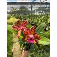 ราคา กล้วยไม้แคทลียา ไวอาร์แนร์ลีโอพาร์ค ต้นกล้วยไม้ แคทลียา ขายต้นไม่ติดดอก กล้วยไม้ (11794236604)
