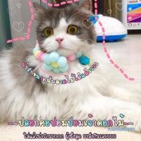 ราคา ปลอกคอปอมปอม~เจ้าดอกไม้~ สำหรับแมว หมา กระต่าย (7533747894)