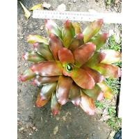 ราคา สับปะรดสี/บรอมีเลียด/Bromeliad/ไม้ไฮบริด/ภาพถ่ายจากต้นจริง/ส่งแบบถอดราก (19671357590)