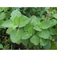 ราคา ต้นหูเสือ หอมด่วนหลวง เนียมหูเสือ พร้อมปลูก ในถุงดำ 29 บาท (13683041337)