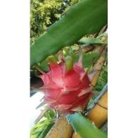 ราคา กิ่งแก้วมังกรพร้อมปลูก6กิ่ง50บาท (7894457562)