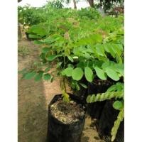 ราคา พันธุ์ไม้ชิงชัน ไม้ที่สวยไม่แพ้พะยูง❗❗ (6524576205)