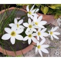 ราคา ดอกบัวดินสีขาวพันธุ์ขาวแคนดิดาชุด 12 หัว (20466352971)