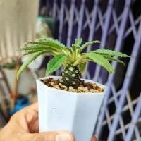 ราคา มะพร้าวทะเลทรายพันธ์ใบยาว (12641617318)