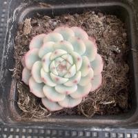 ราคา Echeveria minima variegated กุหลาบหิน ไม้อวบน้ำ Succulent ไม้ด่าง (23309062335)