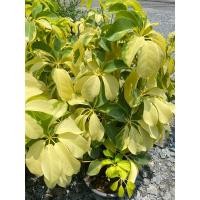 ราคา ต้นหนวดปลาหมึกด่างกระถาง 8 นิ้ว (23243150121)