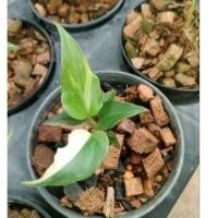 ราคา โชค 9 ชั้นด่างชมพูในรูปต้นเล็กจึงยังไม่ออกสี เลี้ยงไม่ถึงเดือนสีชมพูก็มาค่ะ เเท้ไม่ตกตา (22908921484)