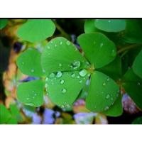 ราคา ผักแว่นบ้านกระถางละ45บาท (17247586416)