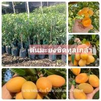 ราคา ต้นมะยงชิดทูลเกล้า (ไข่ไก่)มะยงชิดต้นทาบสวยพร้อมปลูก (13766804414)