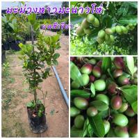 ราคา ต้นมะม่วงหาวมะนาวโห่ (สีเขียว) ผลมีสีเขียว สูง40-50ซม. กิ่งตอน (25102455028)
