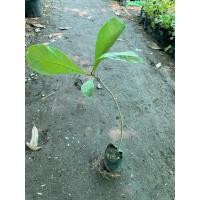 ราคา กระโดนโคก ใบมีรสฝาด ใช้ใส่แผล หรือจะใช้ปรุงกับน้ำมันเป็นยาสมานแผล พร้อมปลูกในถุงดำ ละ 39 บาท (19476502844)