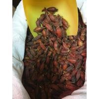 ราคา ลูกพุดจีนหรือเม็ดพุด(จุยกีจี้) (22086278386)