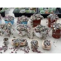 ราคา สายป่านดวงใจ(heart strings ) (16426090737)