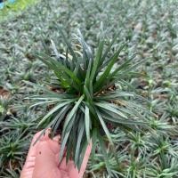 ราคา ต้นหนวดปลาดุกแคระ หนวดปลาดุก ขั้นต่ำ 20 ต้น ไม้คลุมดิน ตกแต่งสวน ปูพื้นสนาม สั่งเยอะมีราคาส่ง (3738266156)