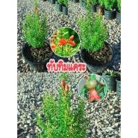 ราคา ต้นทับทิมแคระ กระถางสวยพร้อมส่ง รับประกันสินค้าชำรุดเคลมฟรี (17188854257)