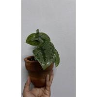 ราคา พลูแนบหัวใจ พร้อมกระถางดินเผา (14608972111)