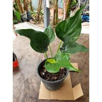 ราคา ต้นกวักใบโพธิ์ด่าง ไม้มงคล (14447223401)