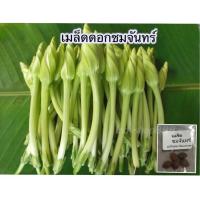 ราคา เมล็ดพันธ์ุ ดอกชมจันทร์ เมล็ดดอกชมจันทร์ [10 แถม 1 คละได้] (11002853663)