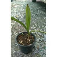 ราคา ว่านมหาบัว ว่านโบราณ (12715818476)