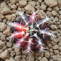 ราคา แคคตัส กระบองเพชร ยิมโนด่าง ไม้เมล็ด ด่างกระจายครบทุกพู (7148786590)