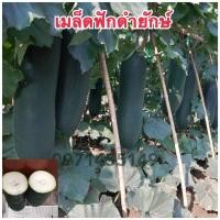 ราคา เมล็ดฟักเปลือกดำ ลูกใหญ่ยาว ดก (19917682556)