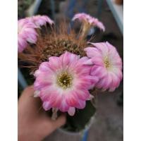 ราคา กระบองเพชรหน่อเด็ดสด cactus Echinopsis TPP10 ดอกสีชมพูน่ารัก ขนาดหน่อ 2.5 - 3 ซม. (18832706819)