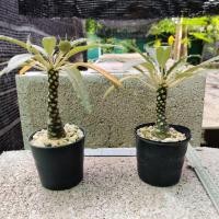 ราคา มะพร้าวทะเลทราย Dorstenia (8315373253)