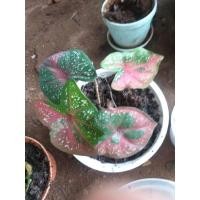 ราคา บอนสีนางไหม บอนสีนางไหม 4 ใบ (11348634097)