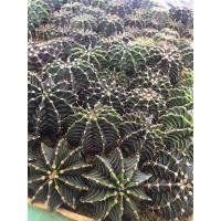 ราคา cactus lb hybrid เขียวเชื้อด่าง ยิมโนเขียวเชื้อด่าง ราคาถูก ให้ดอก (10088422988)