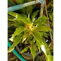 ราคา ต้นเศรษฐีก้านทอง ต้นไม้มงคล เรียกทรัพย์ (8679897427)