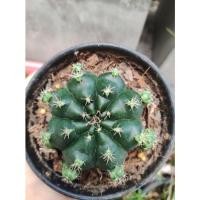 ราคา แคคตัส ยิมโนแม่ลูกดกEp.3 (8896117825)