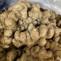 ราคา กระชายดำสด หัวกระชายดำ (23363475011)