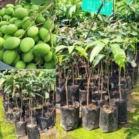 ราคา มะม่วง ต้นมะม่วงเบาใต้แท้ เสียบยอด เปรี้ยวสะใจ (14463025330)