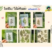 ราคา ใบเฟิร์น ใบไม้ทับแห้ง Kaset Ban Gie (21371658363)