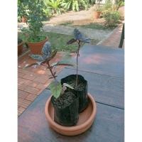 ราคา สวีทเบซิล โหระพาฝรั่ง สีม่วง (Sweet Basil) ถุง 4 นิ้ว สมุนไพรฝรั่ง พร้อมส่ง (24914178867)