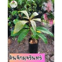 ราคา ต้นจิกมุจรินทร์ จิกมุจรินทร์ (25171801006)