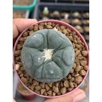 ราคา Lophophora fricii ไม้เมล็ด (7595236379)