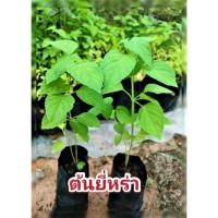 ราคา ยี่หร่า ต้นยี่หร่า ต้นกระเพราควาย กระเพราควาย ขนาด 15-20 ซม เพาะเมล็ดแท้ๆ จากสวน (10247944924)