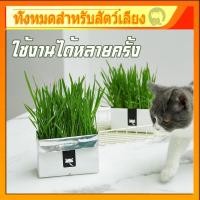 ราคา หญ้าแมว พร้อมปลูก 1 ชุด ปลูกได้ 2 รอบ ชุดปลูกต้นอ่อนข้าวสาลี เมล็ดพันธุ์หญ้าแมว พร้อมส่ง (22168232004)