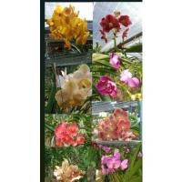 ราคา กล้วยไม้แวนด้าสุ่มสีก่อใหญ่ช่อดอกใหญ่ (10256796009)