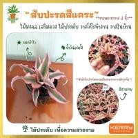 ราคา ต้นสับปะรดสีแคระ ต้นไม้จิ๋ว ไม้ประดับเพื่อความสวยงาม ฟอกอากาศได้ ไม้จัดสวน ขนาดกระถาง 3 นิ้ว (ขั้นต่ำ3 ต้น คละได้ (3197587120)