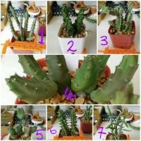 ราคา ไม้อวบน้ำ เก๋งจีน ขนาดกระถาง 2 นิ้ว (1964304823)