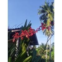 ราคา กล้วยไม้ช้างแดงชุมพร (16329315183)