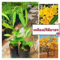 ราคา ต้นเหลืองปรีดียาธร ไม้มงคลดอกเหลืองอร่าม ต้นพันธุ์เเข็งเเรงพร้อมปลูก สินค้าเสียหายยินดี (20181453281)